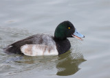 Greater Scaup male