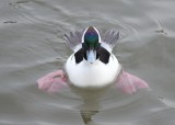 Bufflehead about to dive..