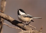 Black-capped Chickadee