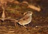 White Throated Sparrow