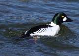 Goldeneye male