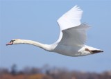 Mute Swan