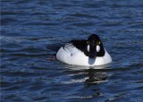 Goldeneye Male