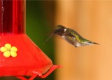 Ruby Throated Hummingbird