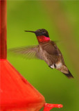 Ruby Throated Hummingbird