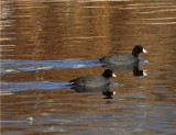 American Coot