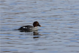 Female Goldeneye