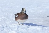 American Widgeon Male