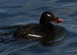White Winged Scoter Male