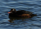 White Winged Scoter Male