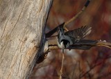 White Breasted Nuthatch