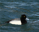SCAUP