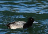 scaup