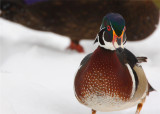 Wood Duck