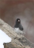 Dark Eye Junco