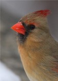 Female Cardinal