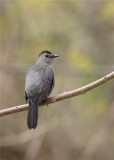 CATBIRD