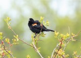 RED WING BLACK BIRD  MALE