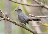 CATBIRD