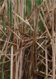 BABY RED WING BLACK BIRDS