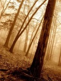 trees.jpg