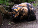 Tortie in the graveyard, close-up .. R9767