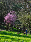 A touch of Spring in the Borghese Gardens<br/> .. R9441