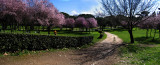 A view in the Borghese Gardens