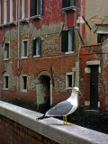 Seagull on the Fondamenta  Briati .. 3005