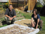 Bean Harvest