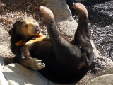 Sunning Sun Bear