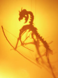Convoluted Creature