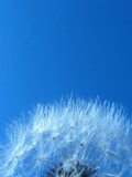Fluff and Sky