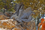 Roots Of A Juniper Tree