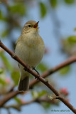 chiffchaff.... tjiftjaf