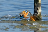 kingfisher.... ijsvogel