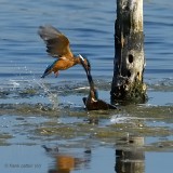 kingfisher.... ijsvogel