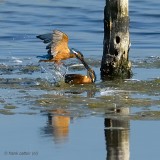 kingfisher.... ijsvogel