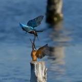 kingfisher.... ijsvogel