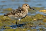 dunlin.... bonte strandloper