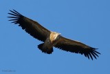 griffon vulture.... vale gier