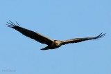 marsh harrier.... bruine kiekendief