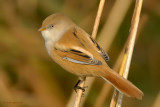 bearded tit.... baardman