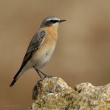 northern wheatear.... tapuit