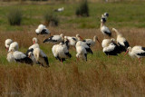 white stork.... ooievaar