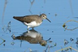 common sandpiper.... oeverloper