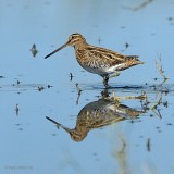 common snipe.... watersnip