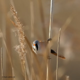bearded tit.... baardman