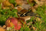 chaffinch.... vink