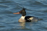 red-breasted merganser.... middelste zaagbek